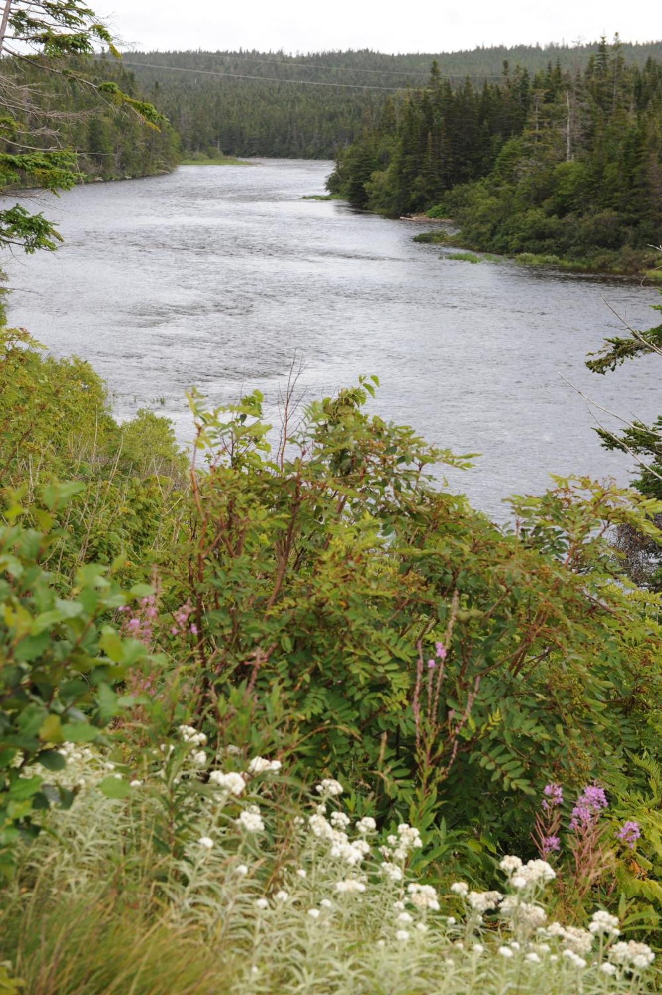 Riverside Chalets River of Ponds Esterno foto